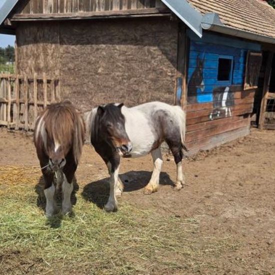 SREDNjA STRUČNA ŠKOLA „STEVAN PETROVIĆ BRILE“ RUMABeogradski zoo vrt donirao životinje