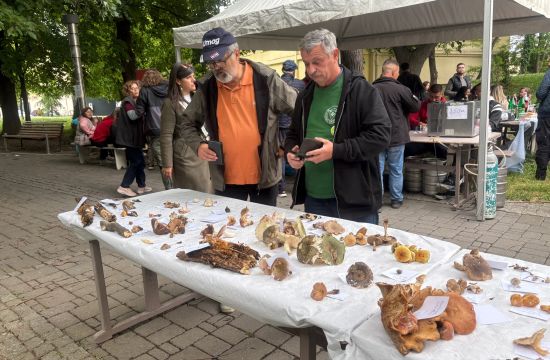 MANIFESTACIJA GLjIVE FRUŠKE GOREČudesni svet gljiva