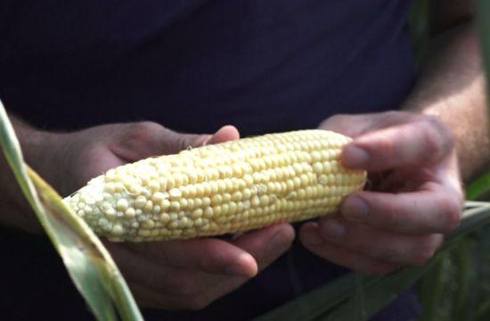 STANjE KUKURUZA NA KRAJU JULAUsevima prija osveženje