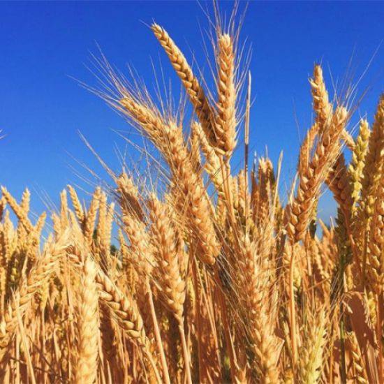 Prosečna godina za pšenicu
