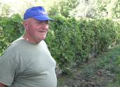GROŽĐE IZ SLANKEMENAČKIH VINOGRADADobar rod i visoka slast