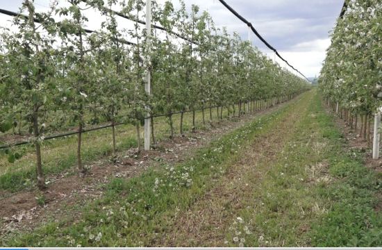 VOĆE U FAZI PRECVETAVANjAFormiraju se prvi plodovi