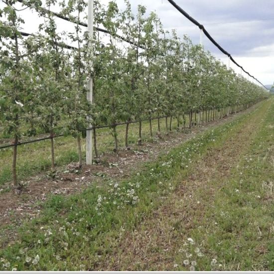 VOĆE U FAZI PRECVETAVANjAFormiraju se prvi plodovi