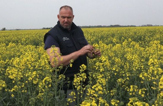 ULjANA REPICA U PUNOM CVETUOčekuje se dobar rod