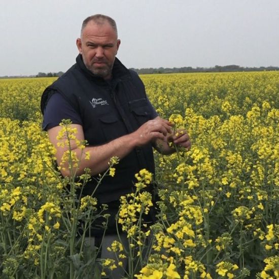 ULjANA REPICA U PUNOM CVETUOčekuje se dobar rod