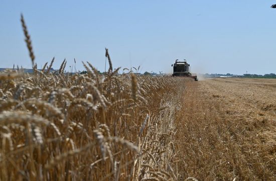 SREMPrvi rezultati žetve pšenice: Kvalitet solidan, a cena niska